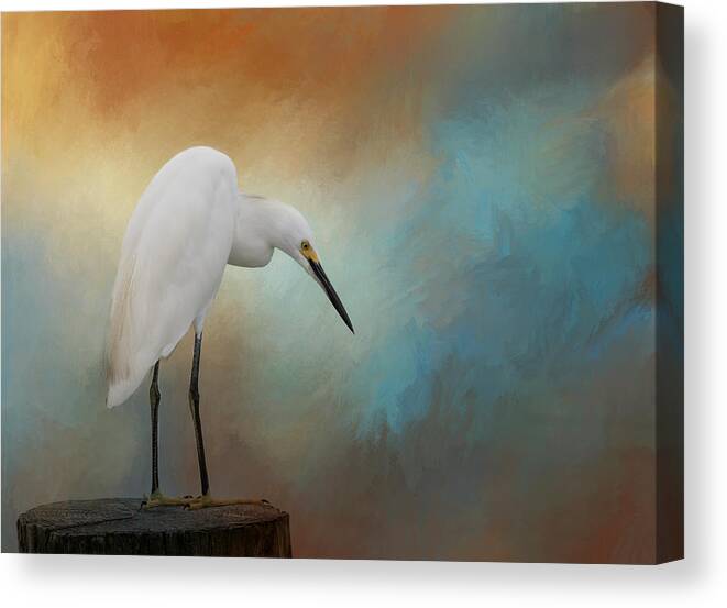 Egret Canvas Print featuring the photograph Watching by Kim Hojnacki