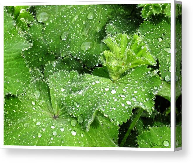 Raindrops Canvas Print featuring the photograph Wet by Peggy Dietz