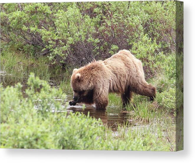 Grizzly Canvas Print featuring the photograph What's This? by Jean Clark