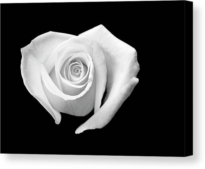 Rose Canvas Print featuring the photograph White Heart-Shaped Rose by Glennis Siverson