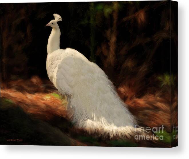 Peacock Canvas Print featuring the painting White Peacock in Golden Hour by Constance Woods