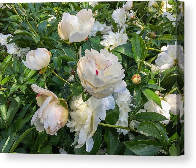 White Peonies Canvas Print featuring the photograph White Peonies in North Carolina by Chris Berrier