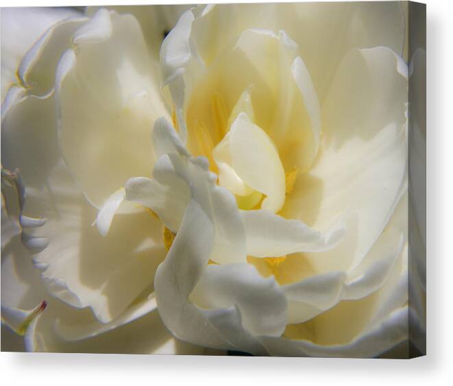 White Canvas Print featuring the photograph White Peony Tulip Detail by Teresa Mucha