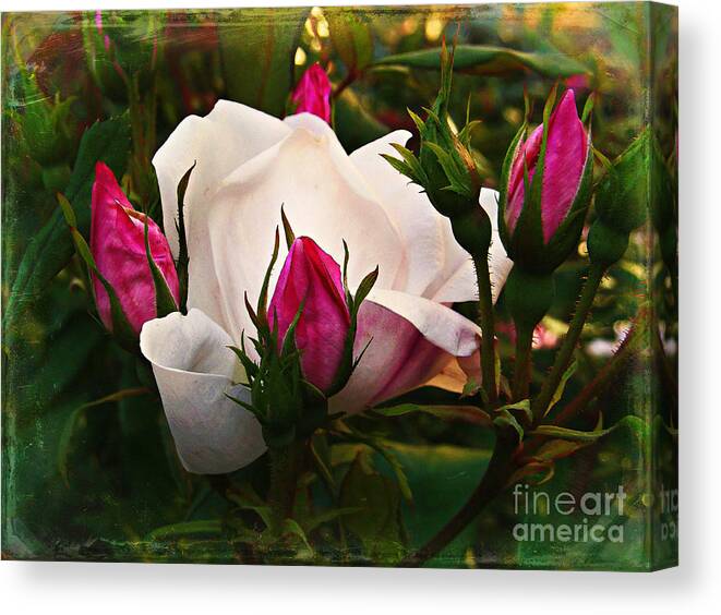 Rose Canvas Print featuring the photograph White Rose with Ruby Red Buds by Miriam Danar