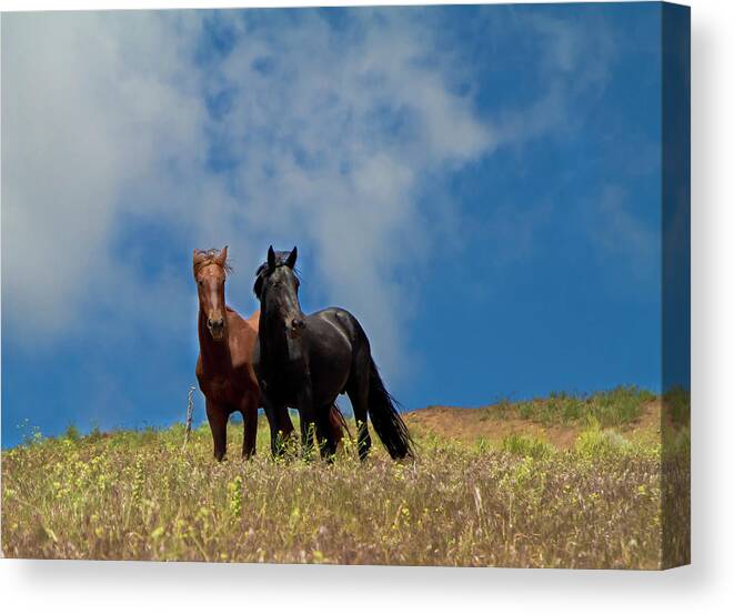 Horses Canvas Print featuring the photograph Wild Stallions together by Waterdancer