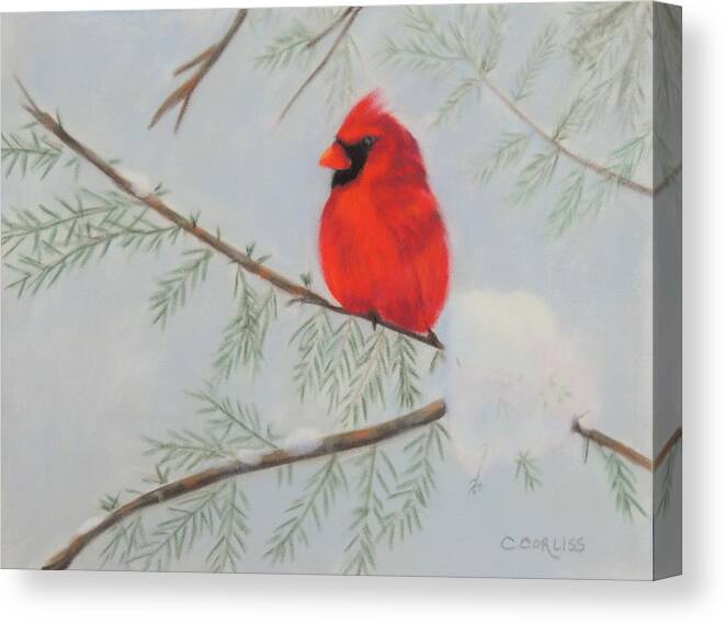 Bird Canvas Print featuring the pastel Winter Cardinal by Carol Corliss