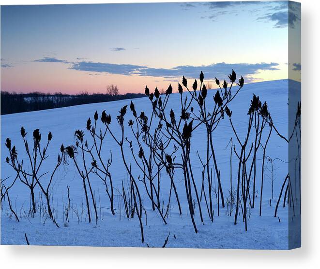  Canvas Print featuring the photograph Winter Sumac 2016 by Gregory Blank
