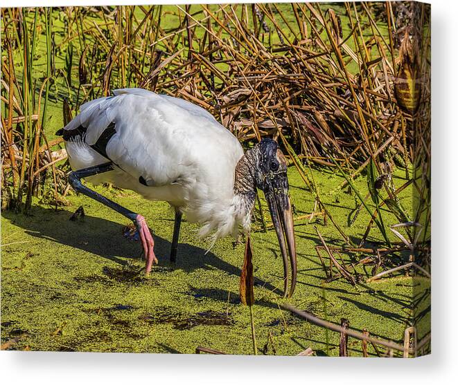 Red Bug Slough Canvas Print featuring the photograph Wood Stork in Duck Weed by Richard Goldman