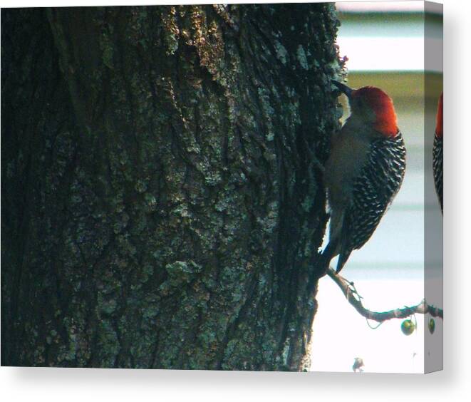 Nature Creatures In There Moments. Canvas Print featuring the photograph Woodpecker by Nereida Slesarchik Cedeno Wilcoxon