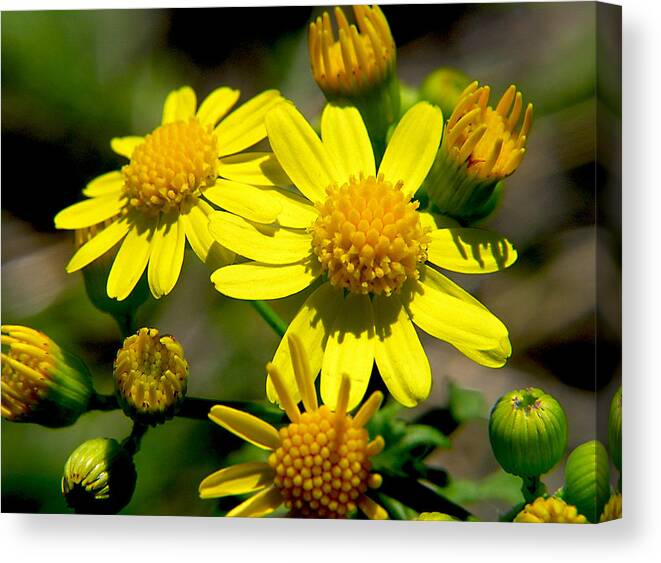 Dasy Canvas Print featuring the photograph Yellow Daisy by Adam Johnson