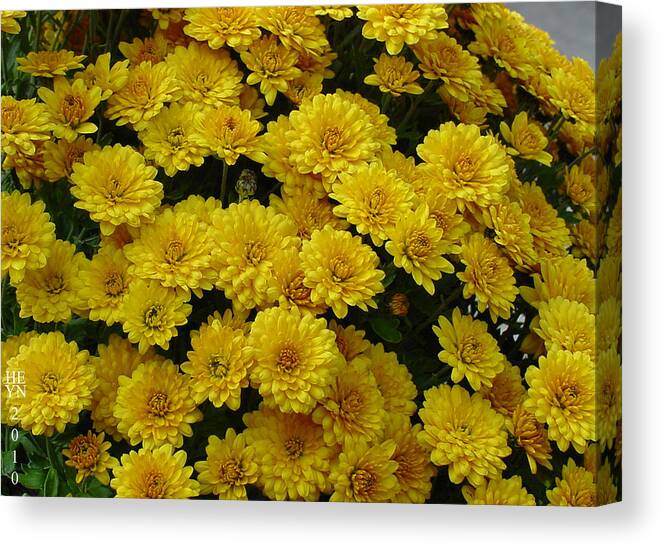 Yellow Canvas Print featuring the photograph Yellow Fall by Shirley Heyn