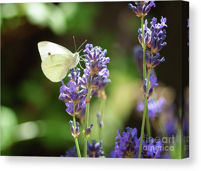 Macro Canvas Print featuring the photograph Butterfly by Mariusz Talarek