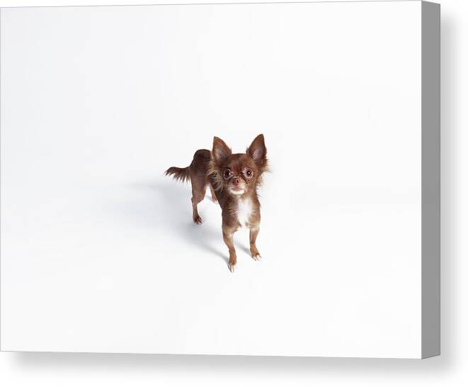 Pets Canvas Print featuring the photograph Chihuahua Looking Up #1 by Stilllifephotographer