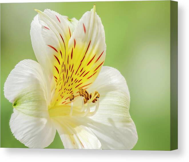 235243 Canvas Print featuring the photograph Close-up Of Peruvian Lily Or Lily #1 by Panoramic Images