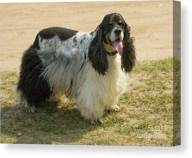 Cocker Canvas Print featuring the photograph Cocker spaniel dog #1 by Irina Afonskaya