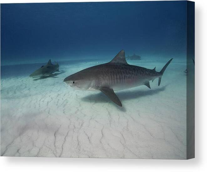 Underwater Canvas Print featuring the photograph Tiger Shark On White Sand Beach #1 by Alastair Pollock Photography