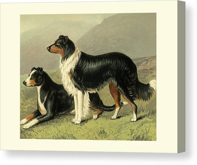 Animals & Nature Canvas Print featuring the painting Sheep Dogs #2 by Vero Shaw
