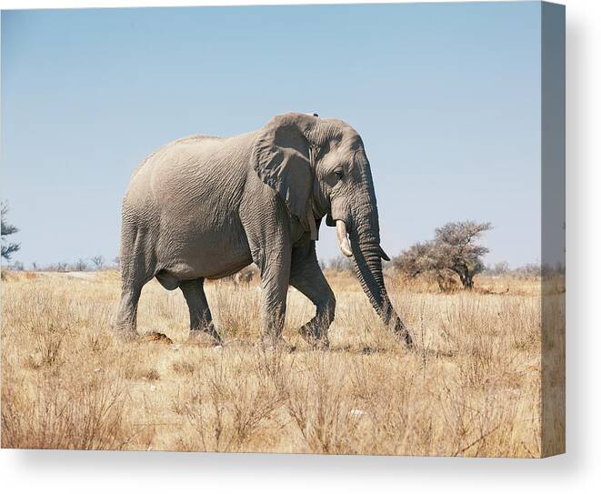 Grass Canvas Print featuring the photograph African Elephant On Savannah by Bjarte Rettedal