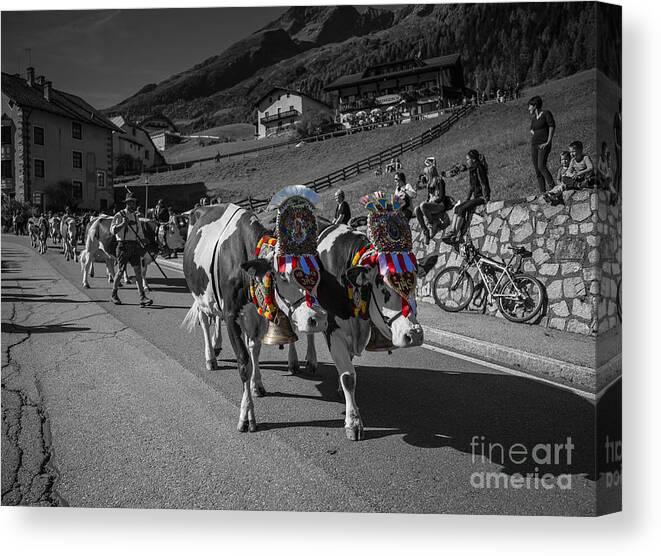 Almabtrieb Canvas Print featuring the photograph Almabtrieb in South Tyrol by Eva Lechner