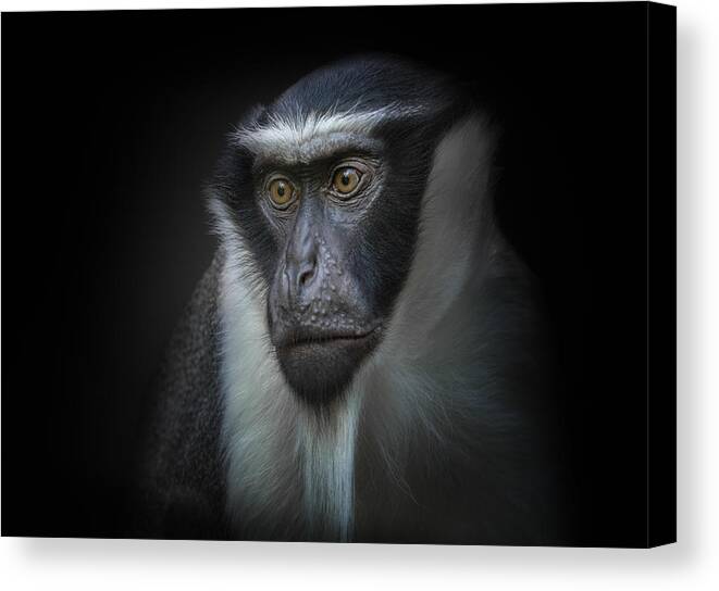 Animal Canvas Print featuring the photograph Ape by Kamera