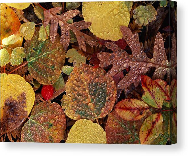 Aspen Leaf Canvas Print featuring the photograph Aspen Leaves Populus Sp. And Oak Leaves by Art Wolfe
