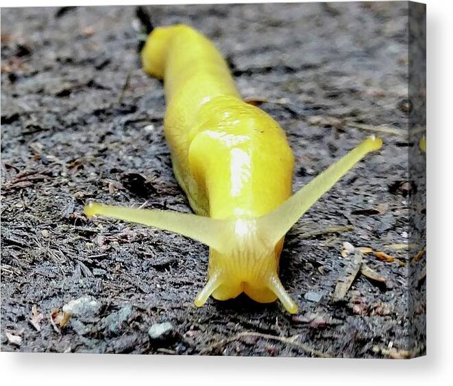 Yellow Canvas Print featuring the photograph Banana Slug by Misty Morehead