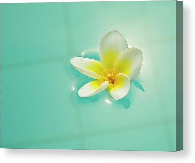 Swimming Pool Canvas Print featuring the photograph Beautiful Flower by Diephosi