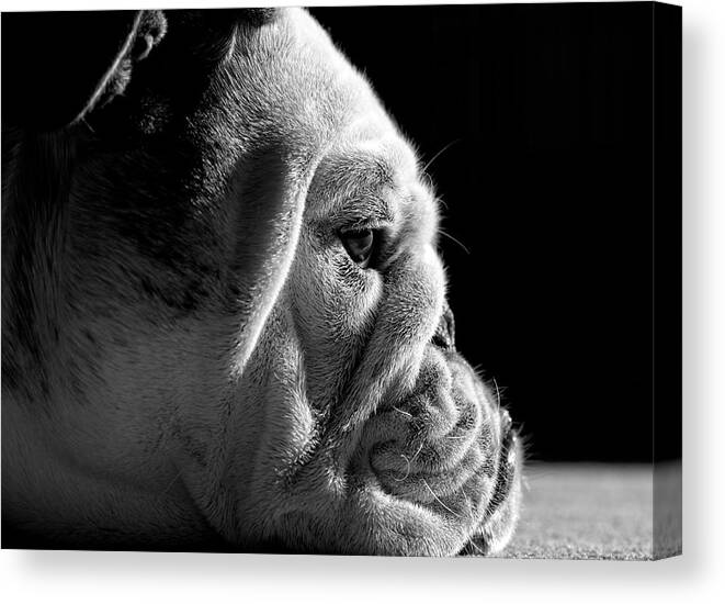 Dog Canvas Print featuring the photograph Between The Folds by Mike Melnotte