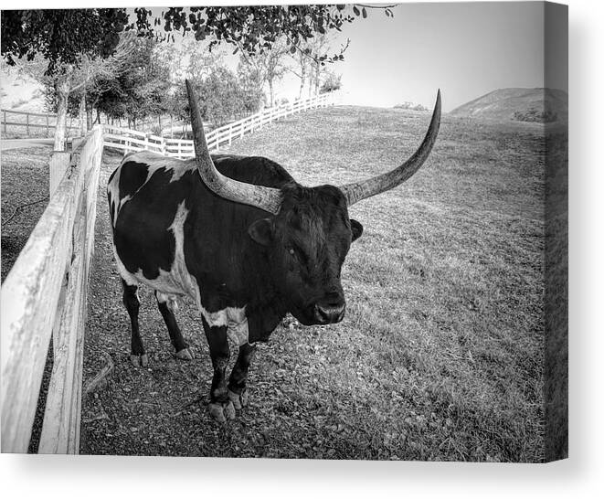 Black And White Longhorn Canvas Print featuring the photograph Black and White Longhorn by Floyd Snyder