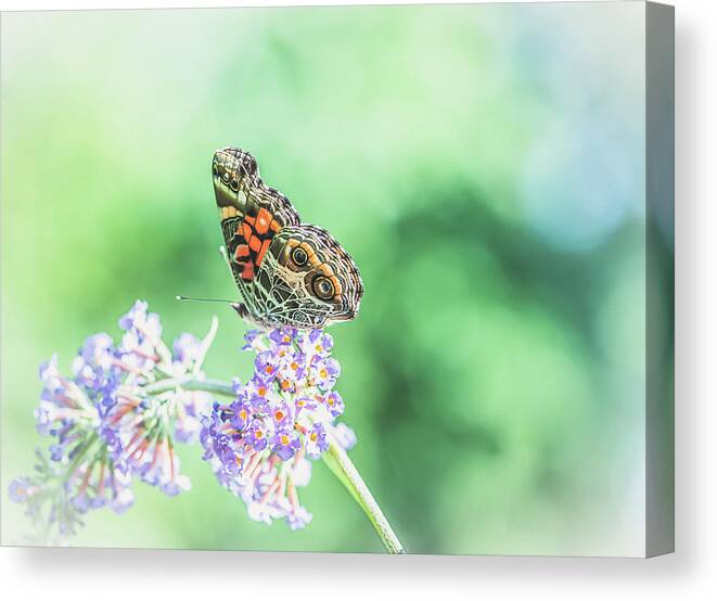 Butterfly Canvas Print featuring the photograph Butterfly on Butterfly Bush by Lori Rowland