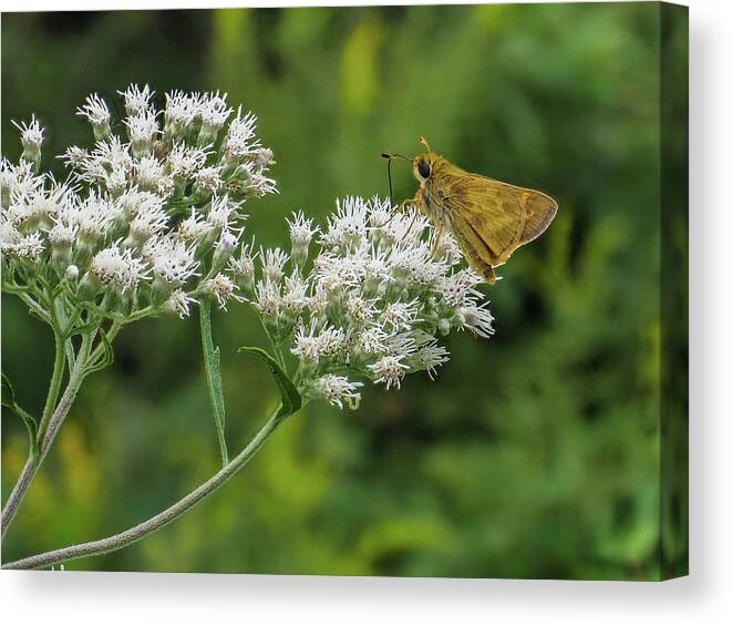 Nature Canvas Print featuring the photograph Butterfly or Moth Photo by Louis Dallara