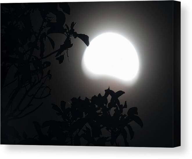 Arbutus Canvas Print featuring the photograph By The Light Of A Partial Moon by Randy Hall