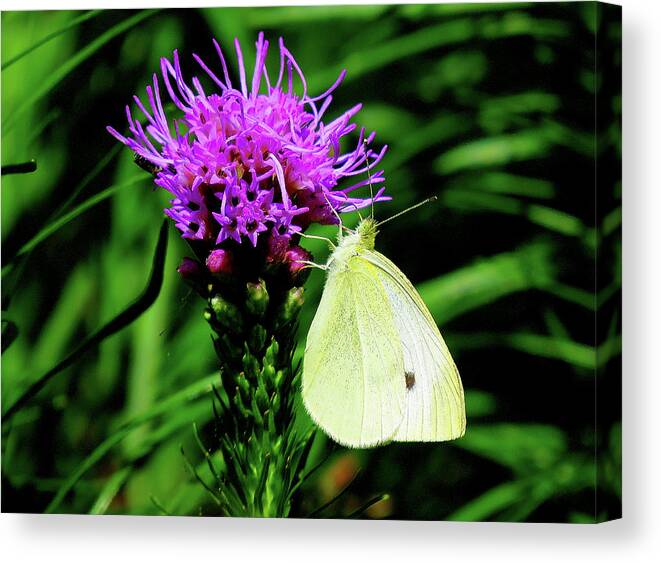 Cabbage White Butterfly Canvas Print featuring the photograph Cabbage White and Purple by Linda Stern