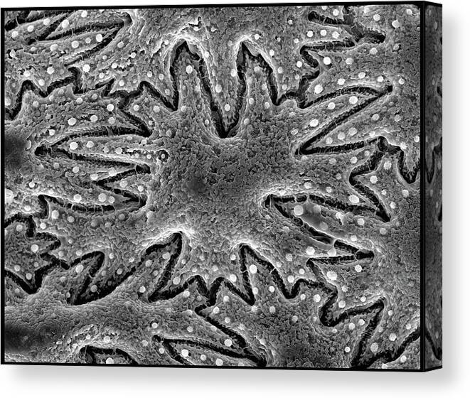Microscope Canvas Print featuring the photograph Celery Seed, Sem by Sheri Neva