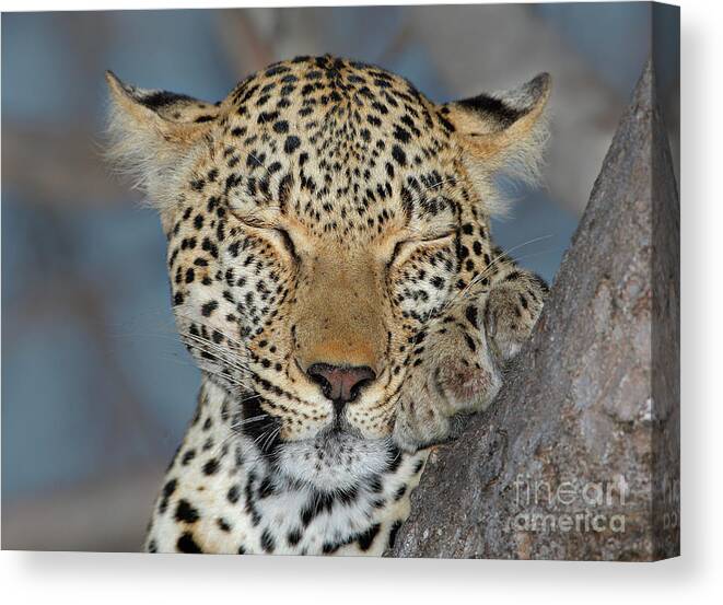 Paw Canvas Print featuring the photograph Close Up Of Leopard Sleeping, Greater by Wim Van Den Heever