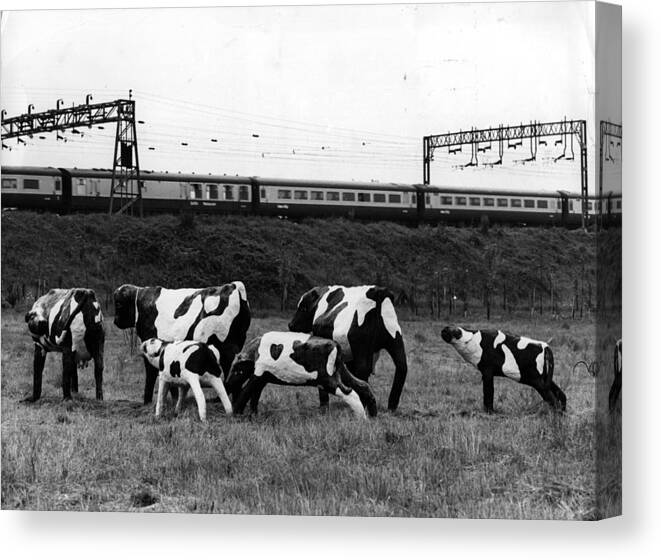 Artist Canvas Print featuring the photograph Concrete Cows by Ian Tyas