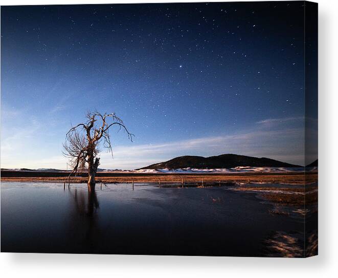 Tree Canvas Print featuring the photograph Cottonwood Under Moonlight by David M Porter