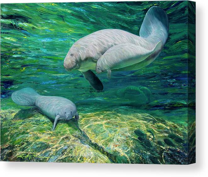 Underwater Canvas Print featuring the painting Crystal River Manatee by Lucy P. Mctier