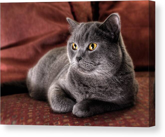 Animal Themes Canvas Print featuring the photograph Cushy Kitty - British Blue Shorthair Cat by Nancy Branston