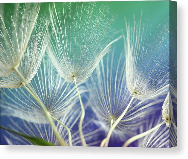 Outdoors Canvas Print featuring the photograph Dandelion Seed by Aydinmutlu