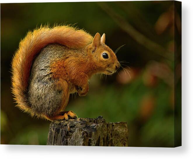 Squirrel Canvas Print featuring the photograph Do Not Move by Engin Karci