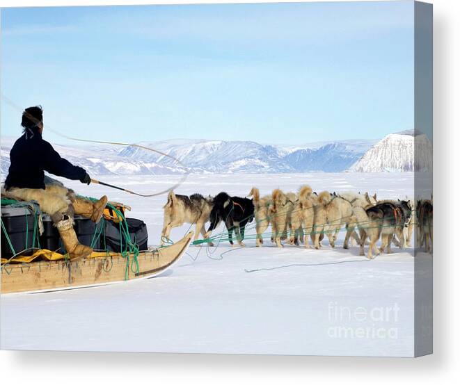 Arctic Landscape Canvas Print featuring the photograph Dog Sled by Louise Murray/science Photo Library