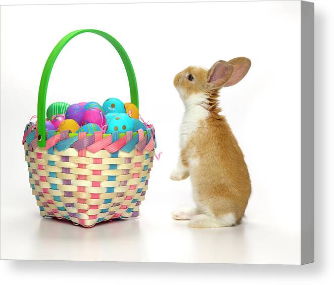 Pets Canvas Print featuring the photograph Easter Bunny And Basket Of Coloured Eggs by Don Farrall