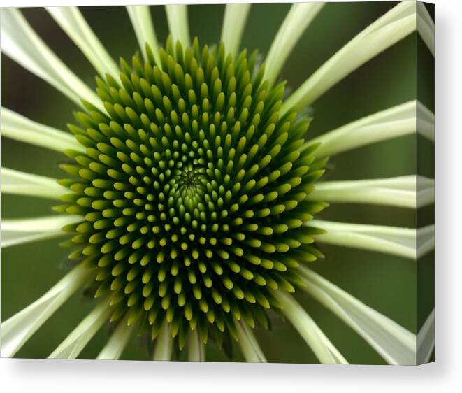 Petal Canvas Print featuring the photograph Echinacea Flower With White Petals And by Lauriek