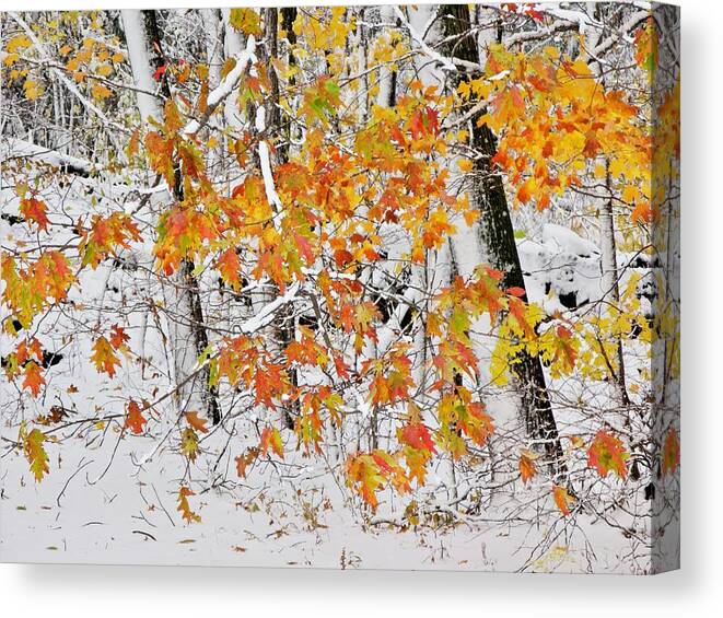  Photography Canvas Print featuring the photograph Fall And Snow by Jeffrey PERKINS