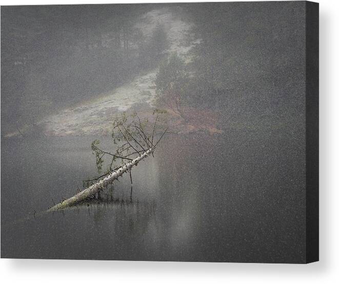 Snow Canvas Print featuring the photograph Fallen Giant by Lynn Wohlers