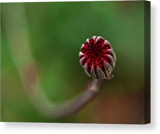Outdoors Canvas Print featuring the photograph Flower by Carhove Photography