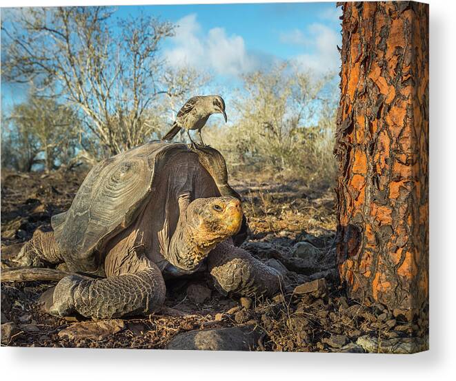 Animal Canvas Print featuring the photograph Galapagos Mockingbird And Saddleback Tortoise by Tui De Roy