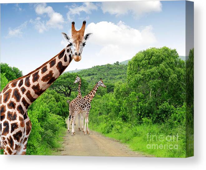 Couple Canvas Print featuring the photograph Giraffes In Kruger Park South Africa by Jaroslava V