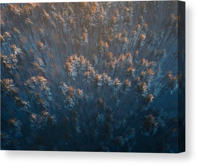 Winter Canvas Print featuring the photograph Golden Light In The Wintry Jungle by Majid Behzad